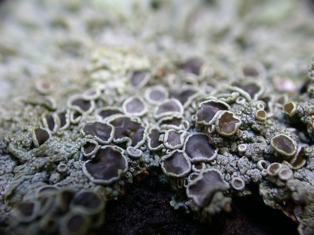 Physcia aipolia - Licheni in Abruzzo n2..